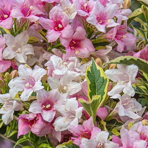 Weigela Magical® Rainbow, С2 interface.art Bild 1 Weigela Magical® Rainbow, С2 interface.image 1 interface.art 8272