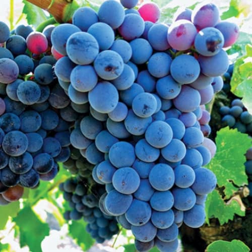 Weintraube Adel Mine interface.image 1 interface.art 6950