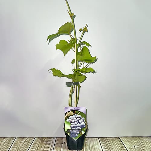 Weintraube Agat Donski, Р9 interface.image 2 interface.art 6948