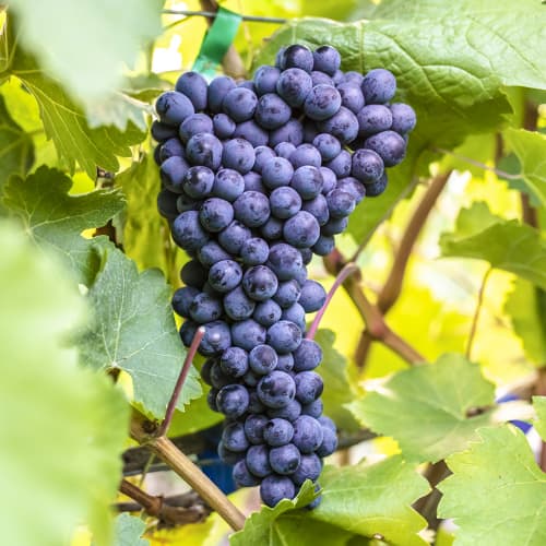 Weintraube Alden interface.image 1 interface.art 6957