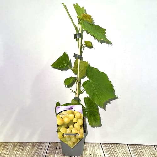 Weintraube Arkadia, Р9 interface.image 2 interface.art 7303