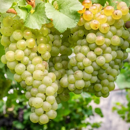 Weintraube Aurora, P9 interface.image 1 interface.art 7372