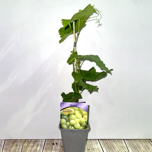 Weintraube Bianca, Р9 interface.image 2 interface.art 7334