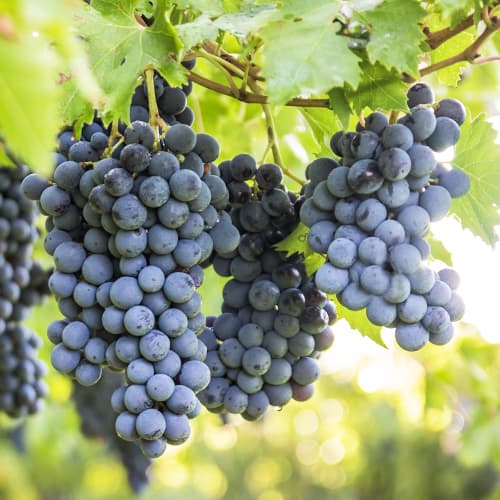 Weintraube Boskoop Glory interface.image 1 interface.art 5561