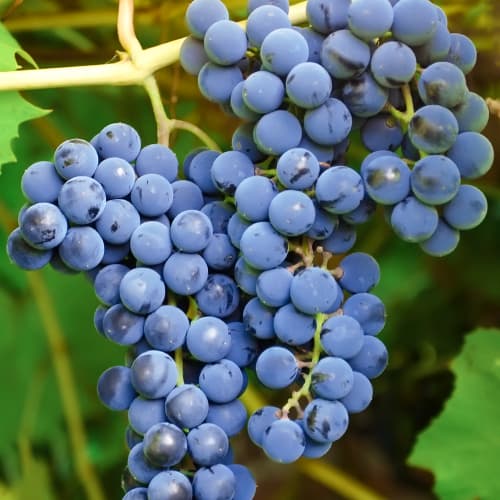 Weintraube Cascade, Р9 interface.image 1 interface.art 7374