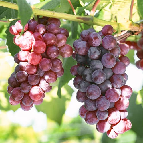 Weintraube Chrupka Pink interface.image 1 interface.art 5562