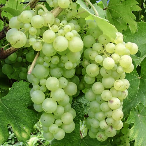 Weintraube Himrod interface.art Bild 1 Weintraube Himrod interface.image 1 interface.art 5568