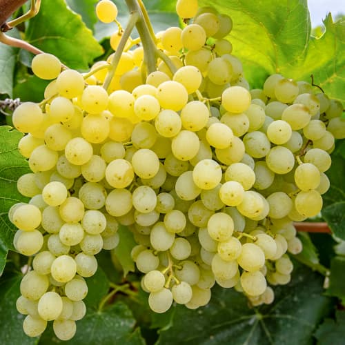 Weintraube Iza Zaliwska interface.image 1 interface.art 5563