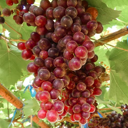 Weintraube Kalina Red, Р9 interface.image 1 interface.art 4897