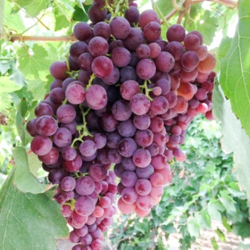 Weintraube Kischmisch Rose interface.art Bild 1 Weintraube Kischmisch Rose interface.image 1 interface.art 7338