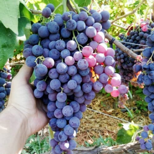 Weintraube Kismis Moldavskij interface.art Bild 1 Weintraube Kismis Moldavskij interface.image 1 interface.art 7337