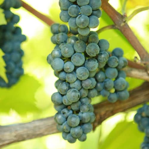 Weintraube Leon Millot interface.art Bild 1 Weintraube Leon Millot interface.image 1 interface.art 6970