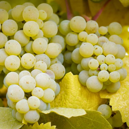 Weintraube Lilla, Р9 interface.art Bild 1 Weintraube Lilla, Р9 interface.image 1 interface.art 5569