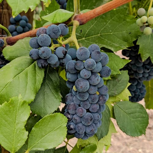 Weintraube Marechal Foch interface.image 1 interface.art 6949