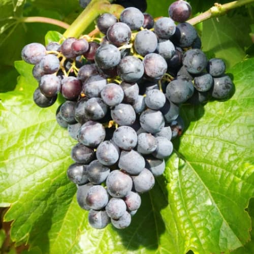 Weintraube Muscat Bleu interface.image 1 interface.art 7341