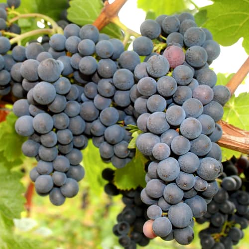 Weintraube Nero interface.art Bild 1 Weintraube Nero interface.image 1 interface.art 5640