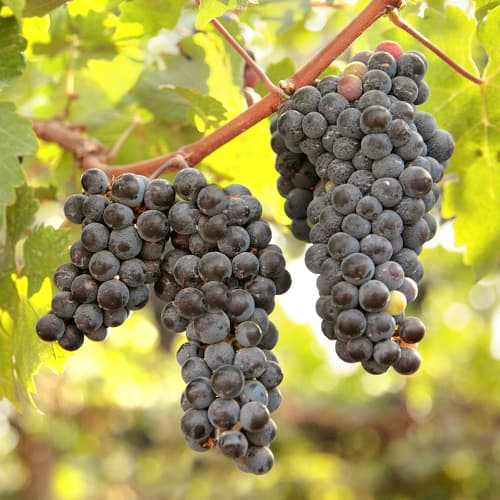 Weintraube New York Muscat, Р9 interface.art Bild 1 Weintraube New York Muscat, Р9 interface.image 1 interface.art 6959