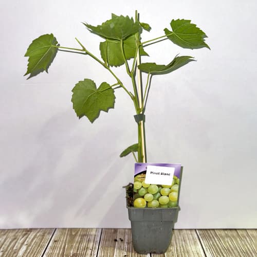 Weintraube Pinot Blanc, Р9 interface.image 2 interface.art 4895