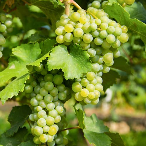 Weintraube Prim interface.image 1 interface.art 5565