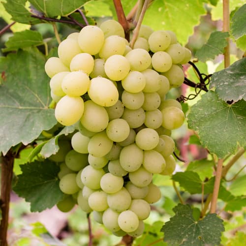 Weintraube Refren interface.image 1 interface.art 4896