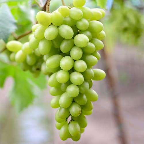 Weintraube Regina interface.image 1 interface.art 5566