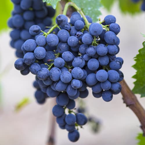 Weintraube Rondo interface.image 1 interface.art 6958