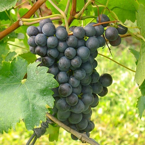 Weintraube Saint Laurent interface.art Bild 1 Weintraube Saint Laurent interface.image 1 interface.art 4902