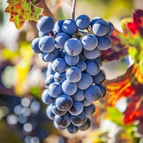 Weintraube Schuyler interface.art Bild 1 Weintraube Schuyler interface.image 1 interface.art 4903