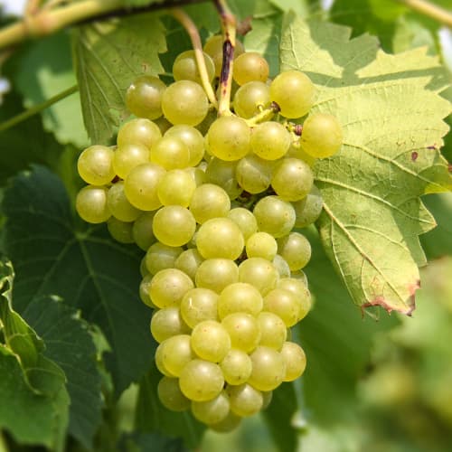 Weintraube Seneca interface.image 1 interface.art 5570