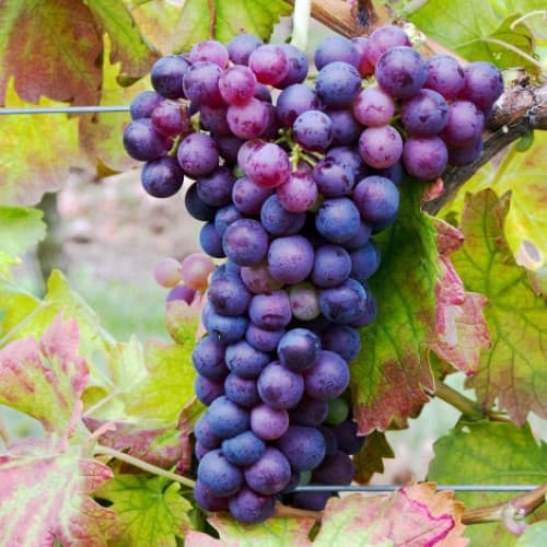 Weintraube Swenson Red interface.art Bild 1 Weintraube Swenson Red interface.image 1 interface.art 7375