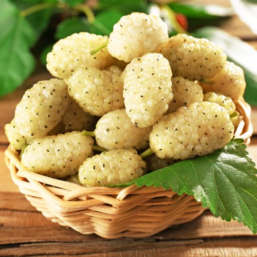 Weiße Maulbeere, P9 interface.image 1 interface.art 5858