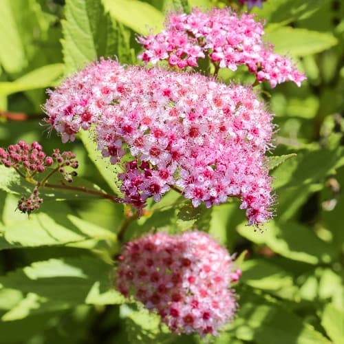 Weiße Rispenspiere Crispa interface.image 1 interface.art 2044