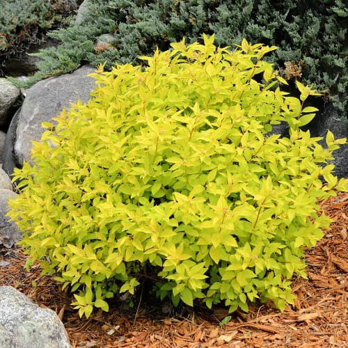 Weiße Rispenspiere Goldmound interface.image 1 interface.art 2045