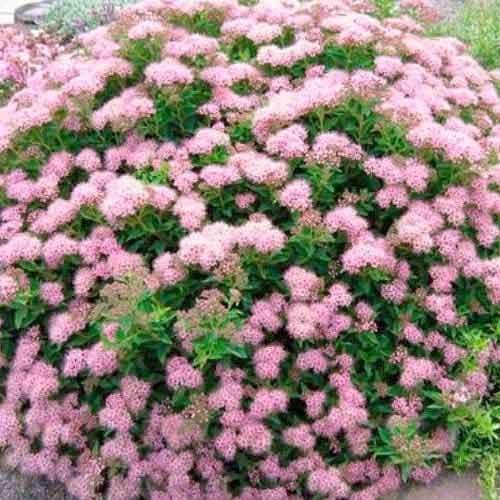 Weiße Rispenspiere Little Princess interface.image 1 interface.art 9100