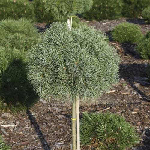 Weymouths-Kiefer Greg, C5 interface.image 1 interface.art 8258