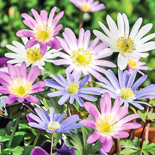 Windröschen (Anemone) Blanda, farbmischung interface.image 1 interface.art 76016