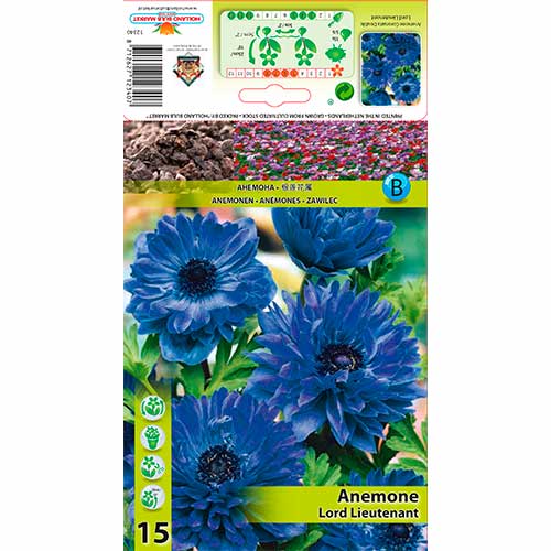 Windröschen (Anemone) Lord Lieutenant interface.image 1 interface.art 76165