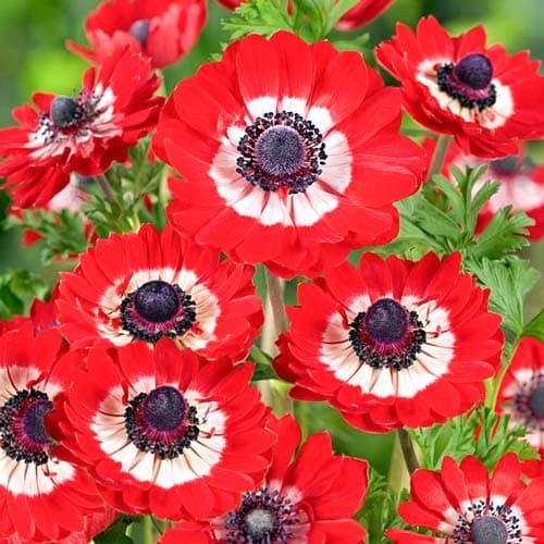 Windröschen (Anemone) The Governor interface.image 1 interface.art 76169