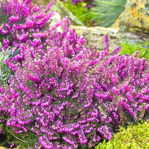 Winterblühende Heide Kramer's Rote interface.image 1 interface.art 76690