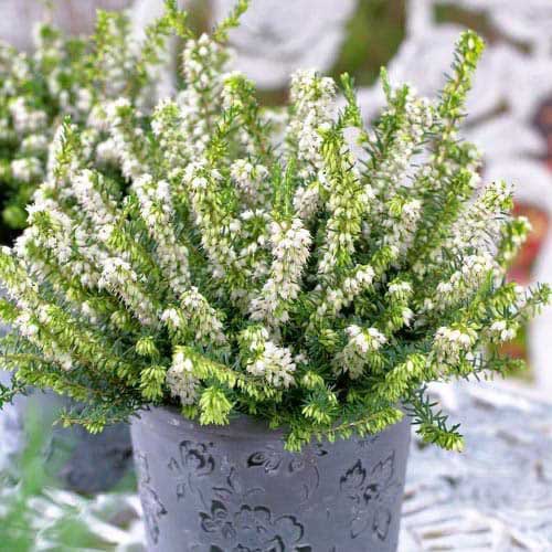 Winterblühende Heide White Perfection interface.art Bild 1 Winterblühende Heide White Perfection interface.image 1 interface.art 76691