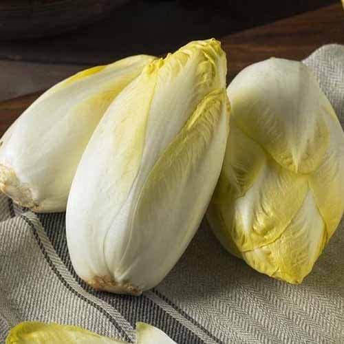 Zichorie Mechelse Middelvroeg interface.image 1 interface.art 96502