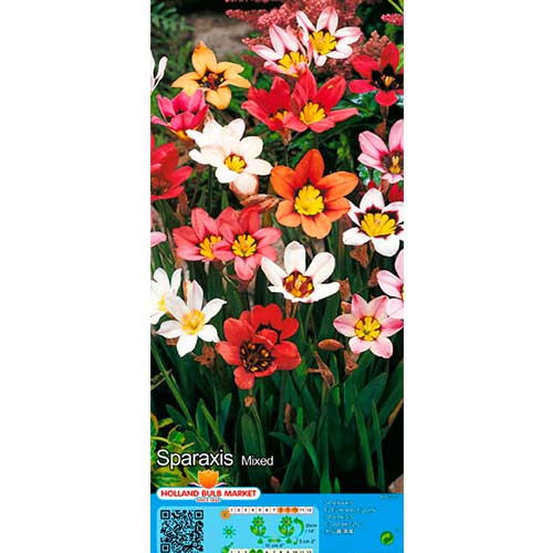 Zigenerblumen, Farbmischung interface.image 1 interface.art 76500