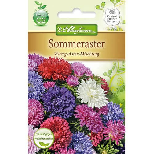 Sommeraster Zwerg - Aster interface.image 1 interface.art 78897