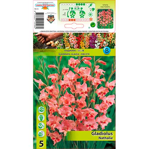 Zwerg-Gladiole Nathalie interface.image 1 interface.art 76331