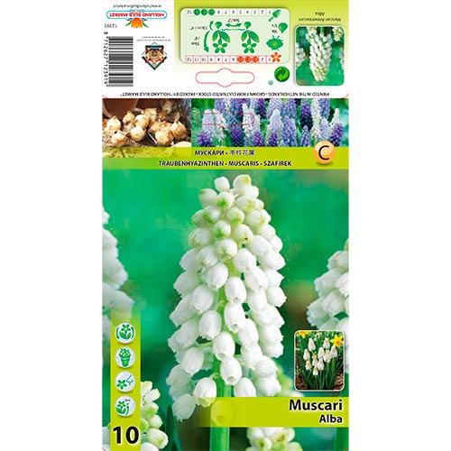 Traubenhyazinthe Alba interface.image 1 interface.art 70277