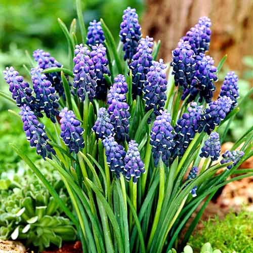 Traubenhyazinthe Neclectum interface.image 1 interface.art 70235