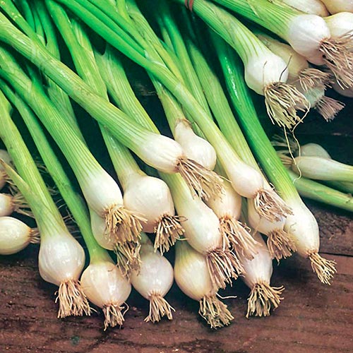 Zwiebeln Blanca de Lisboa interface.image 1 interface.art 96631