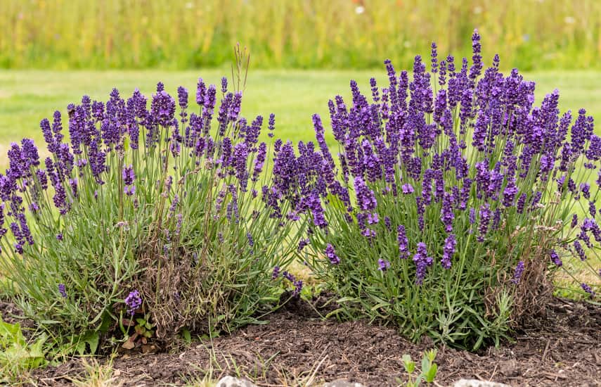 Herrlicher Lavendel: Geheimnisse der Pflanzung und Pflege
