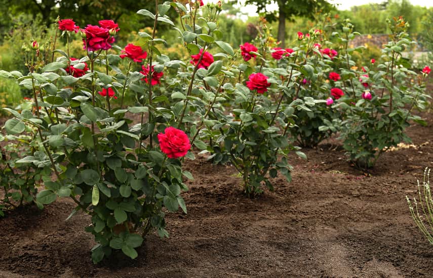 Wie man Rosen in den Boden pflanzt?