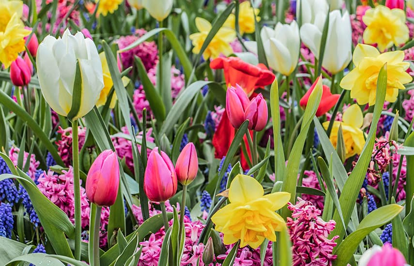 Blumenarrangements aus Tulpen und Narzissen